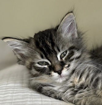 Camellia (bonded with Daisy)