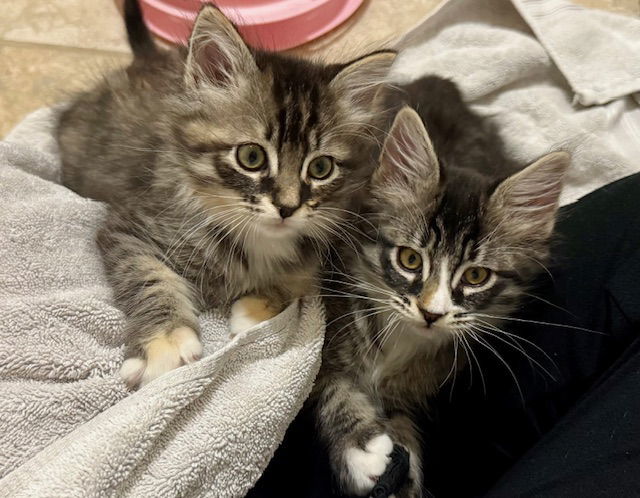 Camellia (bonded with Daisy)