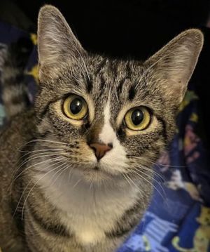 Amber, Adult Female Domestic Short Hair