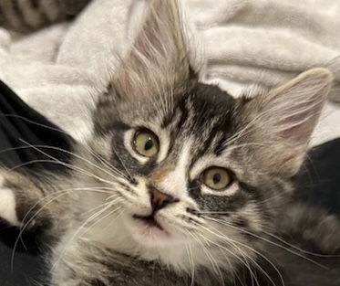Daisy (bonded with Camellia)