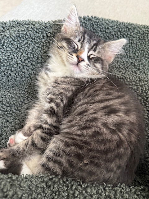 Daisy (bonded with Camellia)