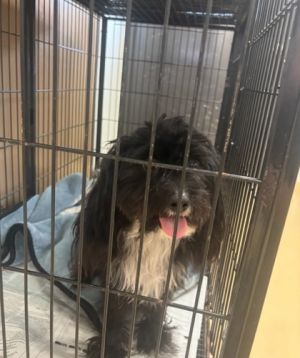 Cappy Maltese Dog