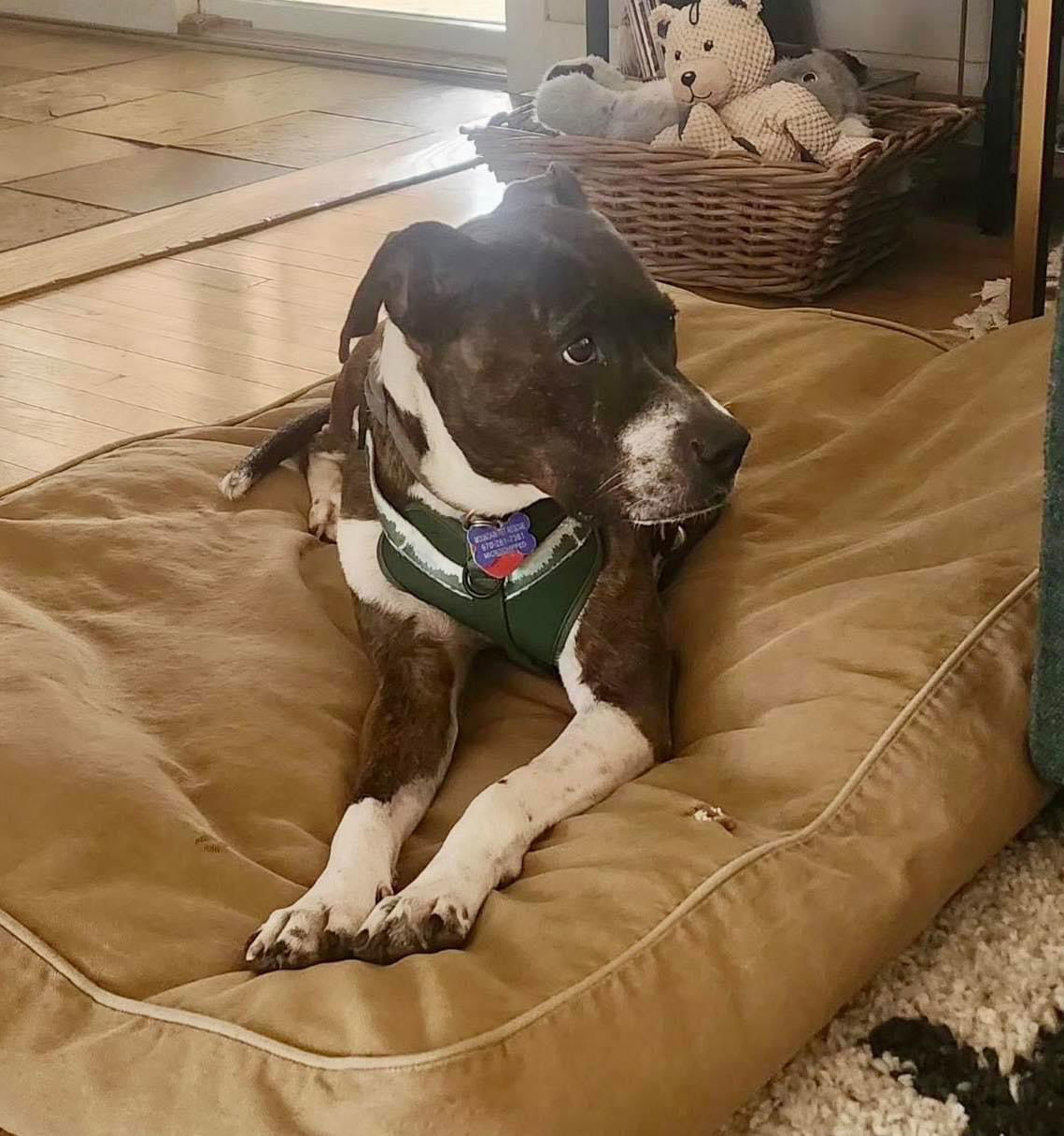 Hazel