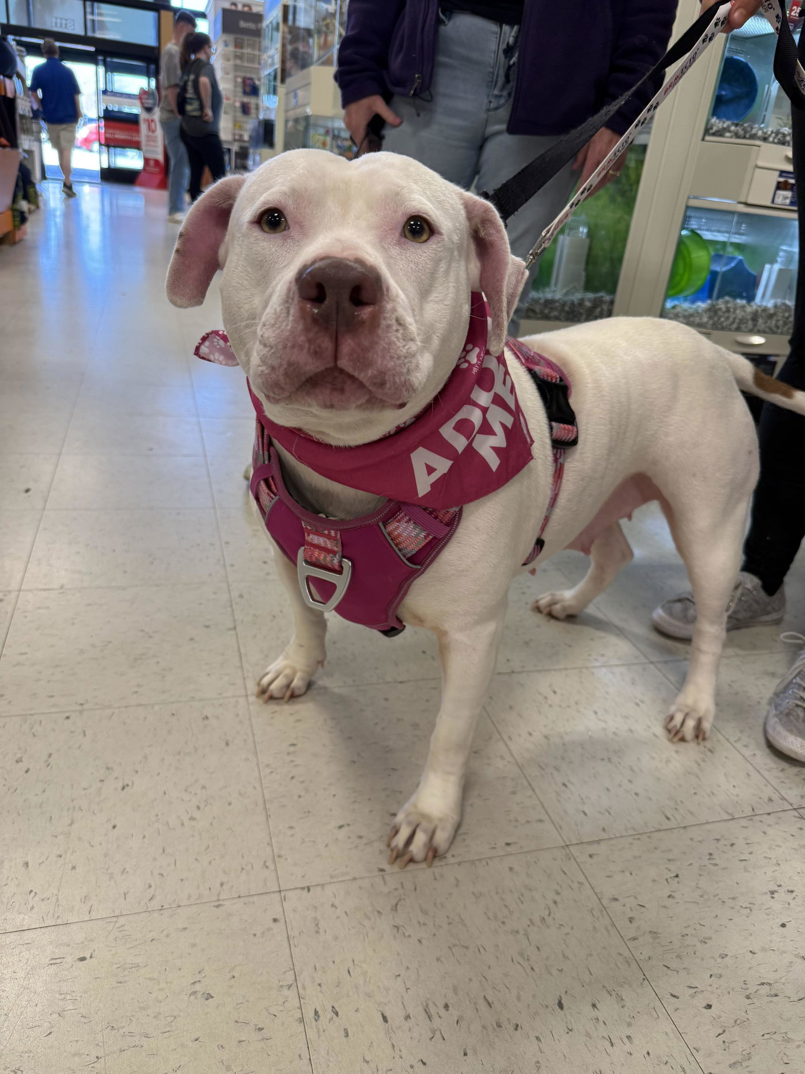Sadie Mae, an adoptable American Staffordshire Terrier, Bullmastiff in Holly Springs, NC, 27540 | Photo Image 1