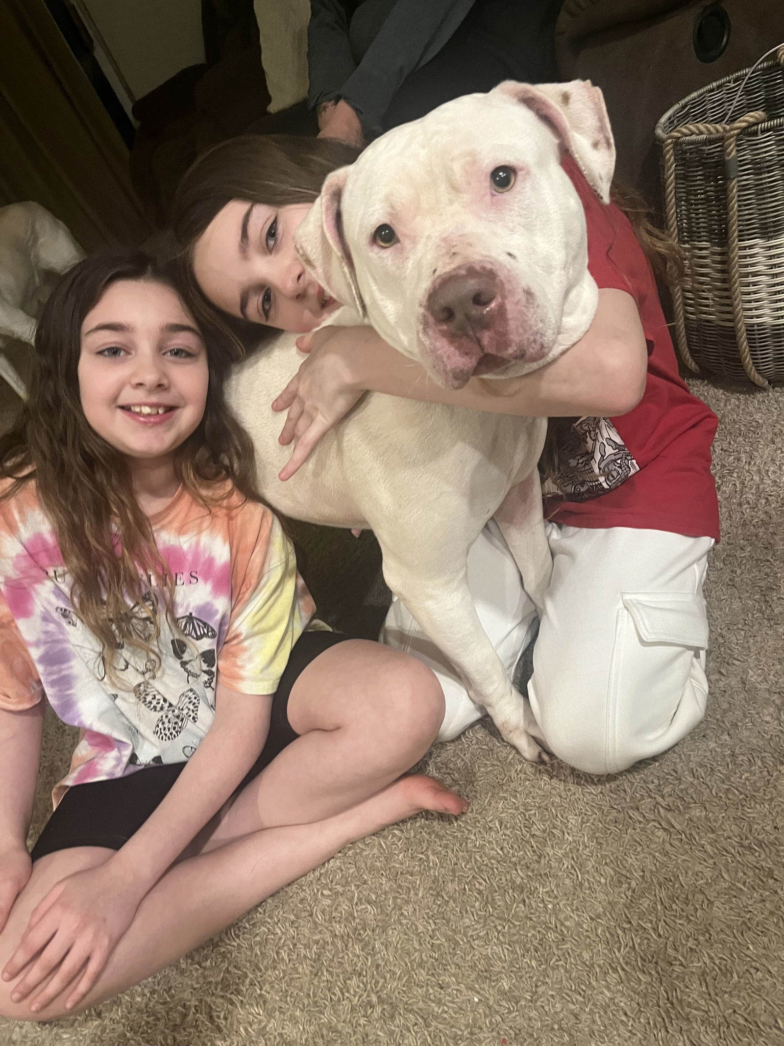 Sadie Mae, an adoptable American Staffordshire Terrier, Bullmastiff in Holly Springs, NC, 27540 | Photo Image 2