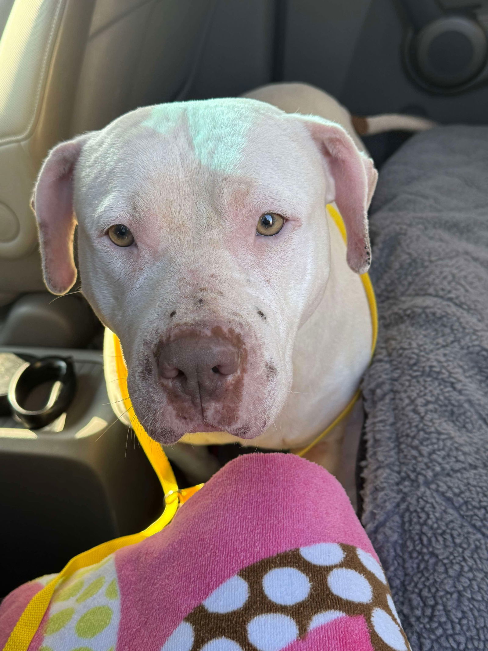 Sadie Mae, an adoptable American Staffordshire Terrier, Bullmastiff in Holly Springs, NC, 27540 | Photo Image 3