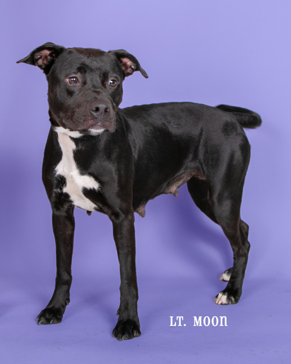 Lt.Moon