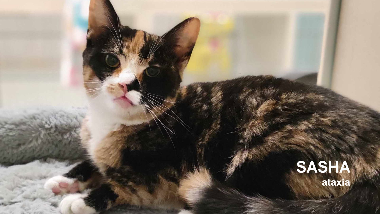 Sasha, an adoptable Domestic Short Hair in Santa Rosa, CA, 95404 | Photo Image 1