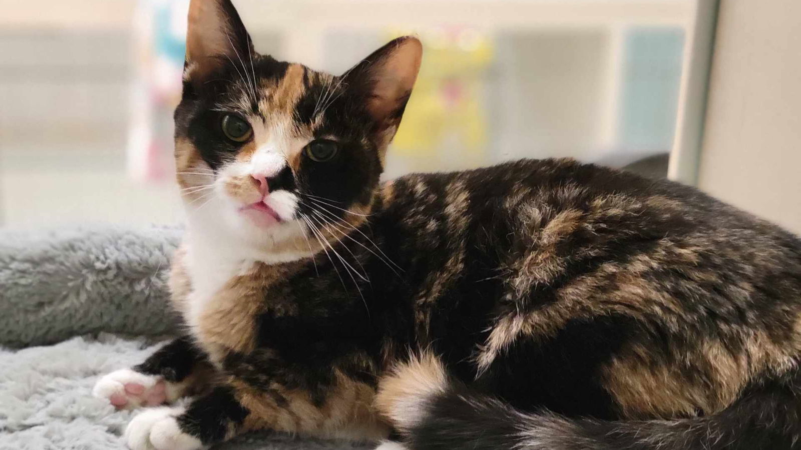 Sasha, an adoptable Domestic Short Hair in Santa Rosa, CA, 95404 | Photo Image 2