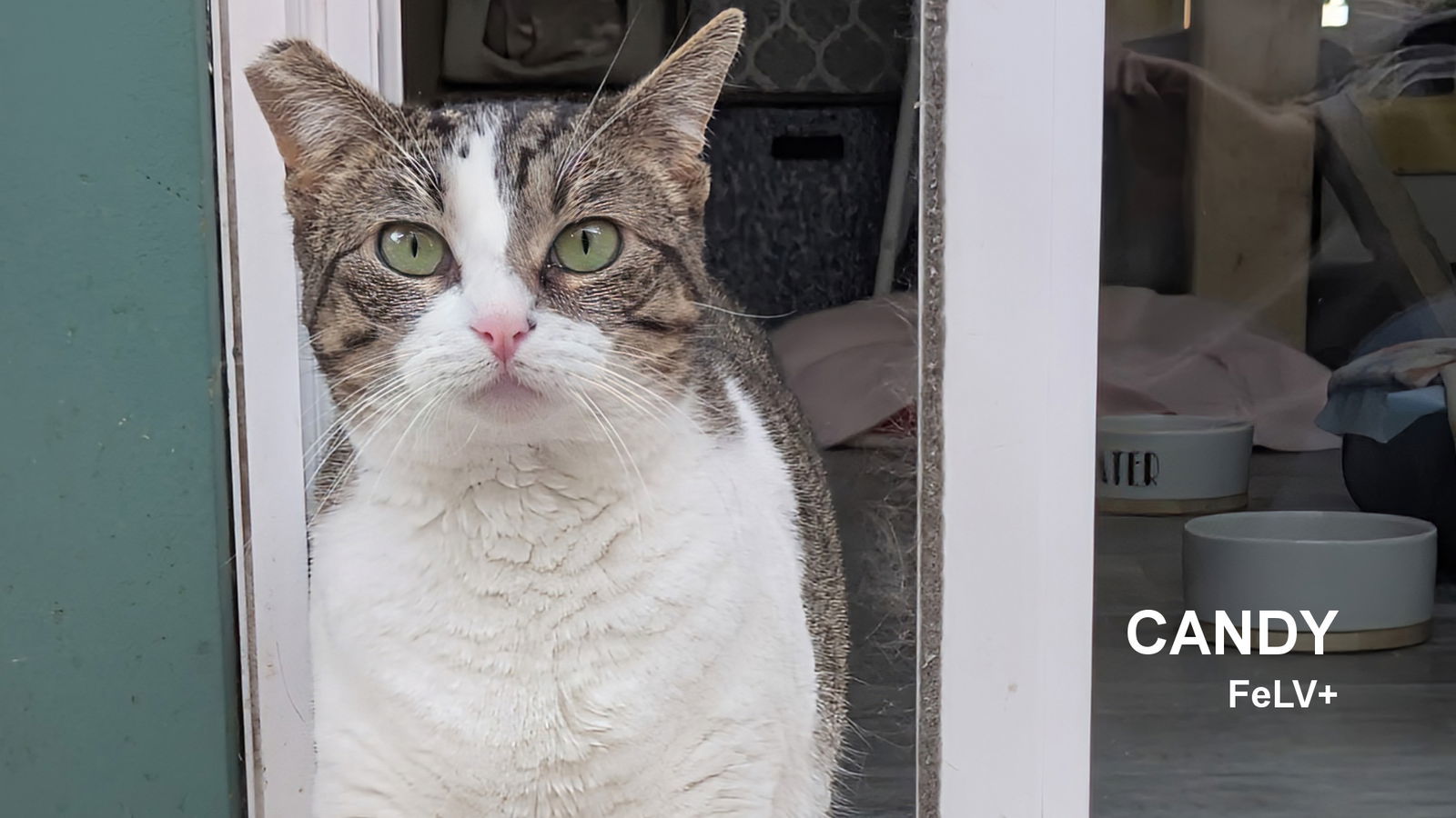 Candy, an adoptable Domestic Short Hair in Santa Rosa, CA, 95404 | Photo Image 1
