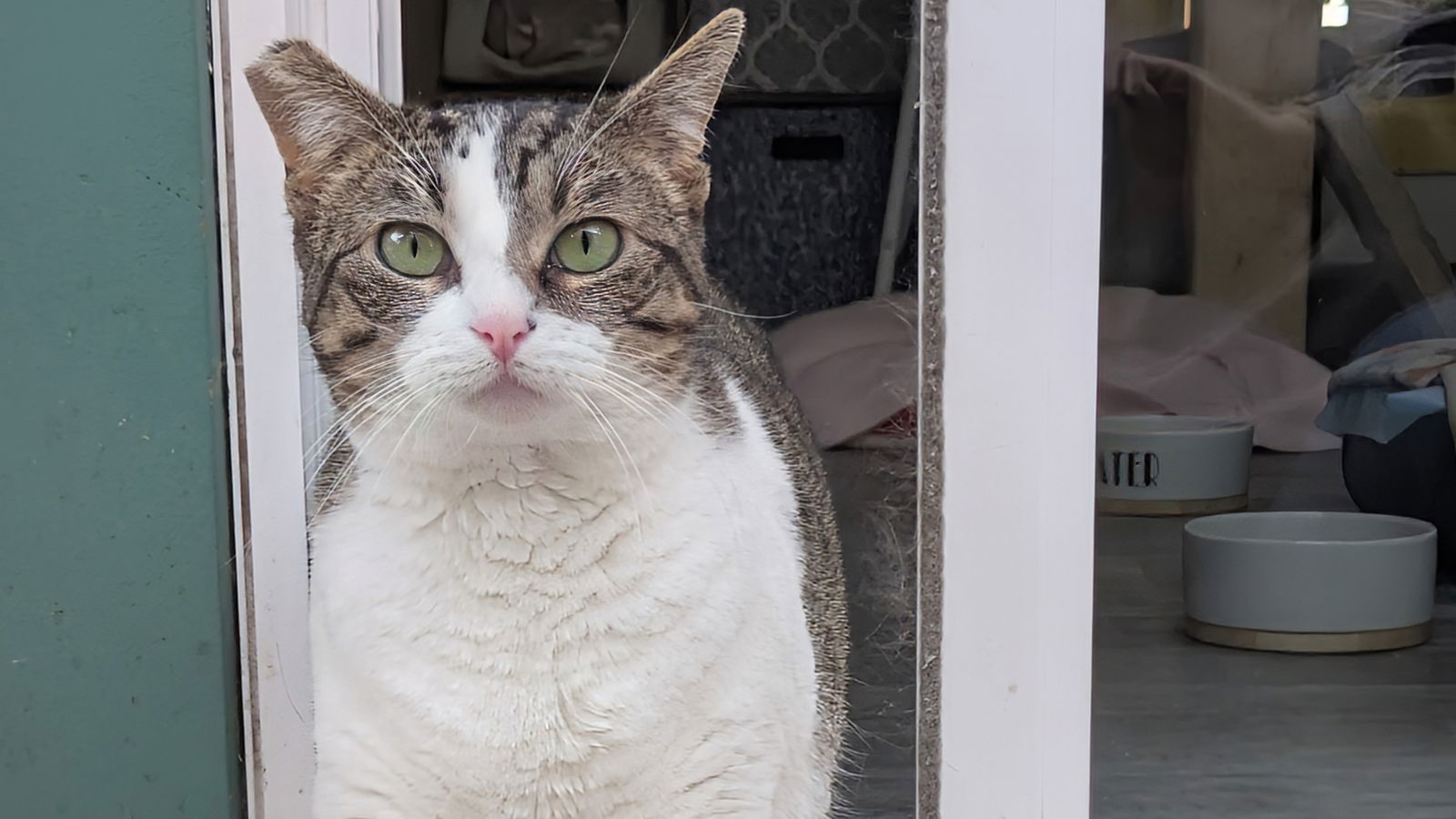 Candy, an adoptable Domestic Short Hair in Santa Rosa, CA, 95404 | Photo Image 2