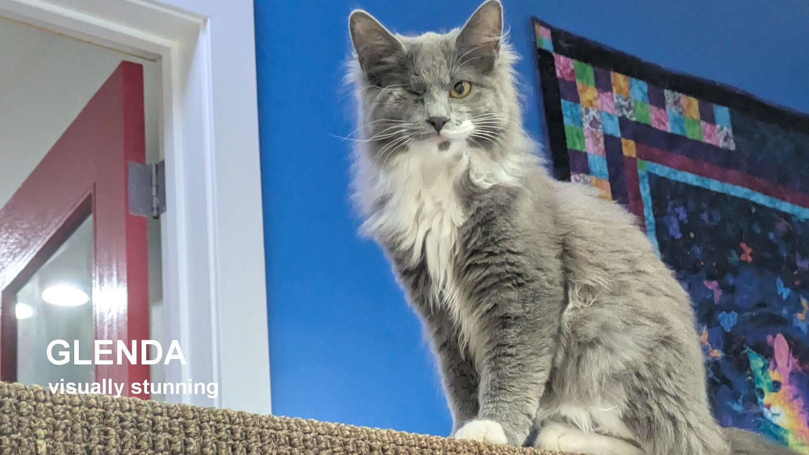 Glenda, an adoptable Domestic Long Hair in Santa Rosa, CA, 95404 | Photo Image 1