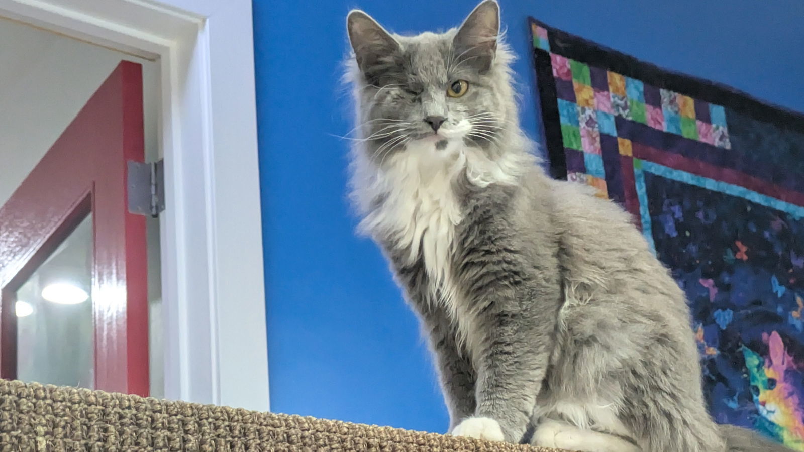 Glenda, an adoptable Domestic Long Hair in Santa Rosa, CA, 95404 | Photo Image 2