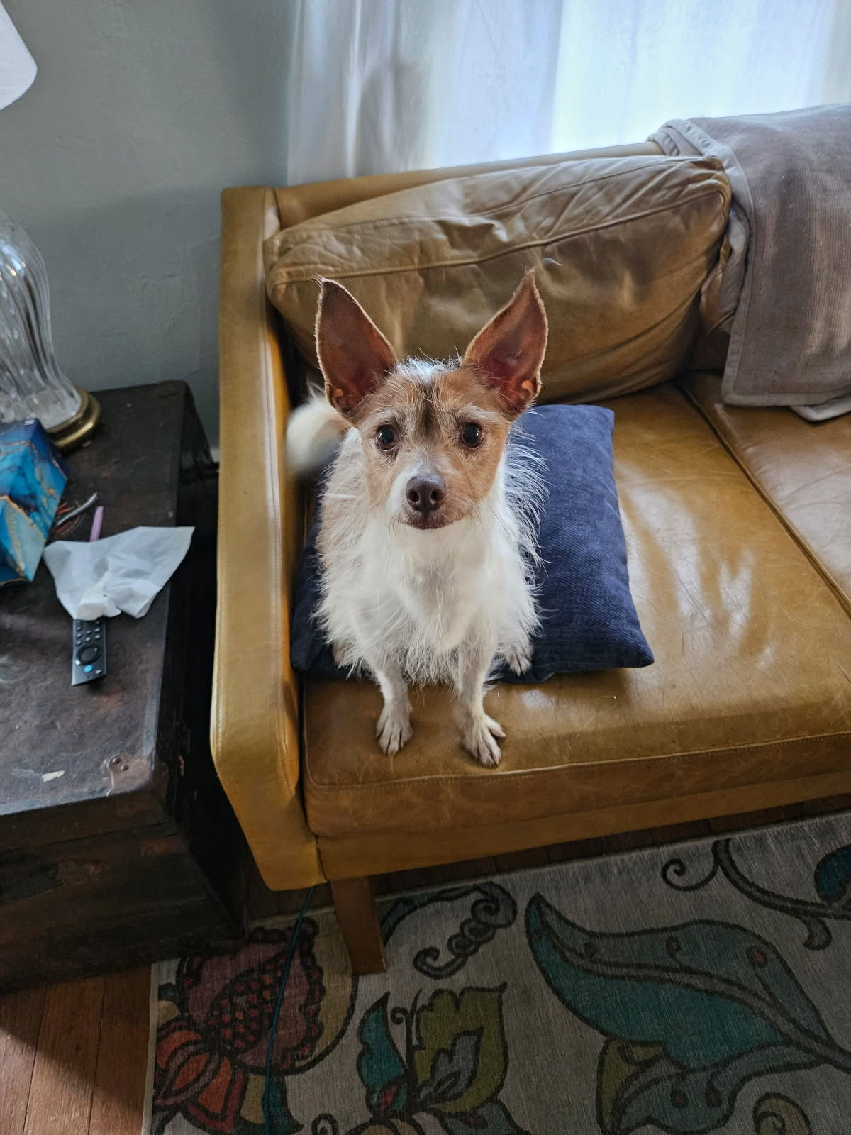 Chico