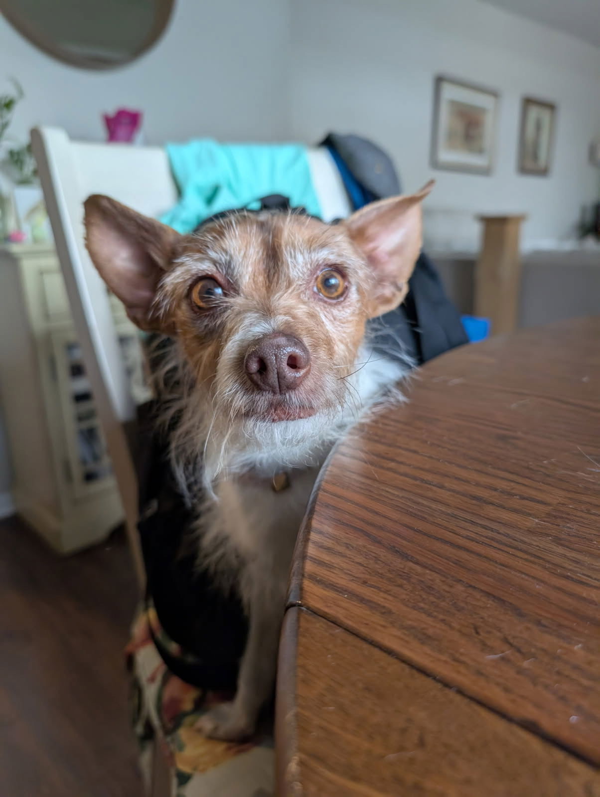 Chico