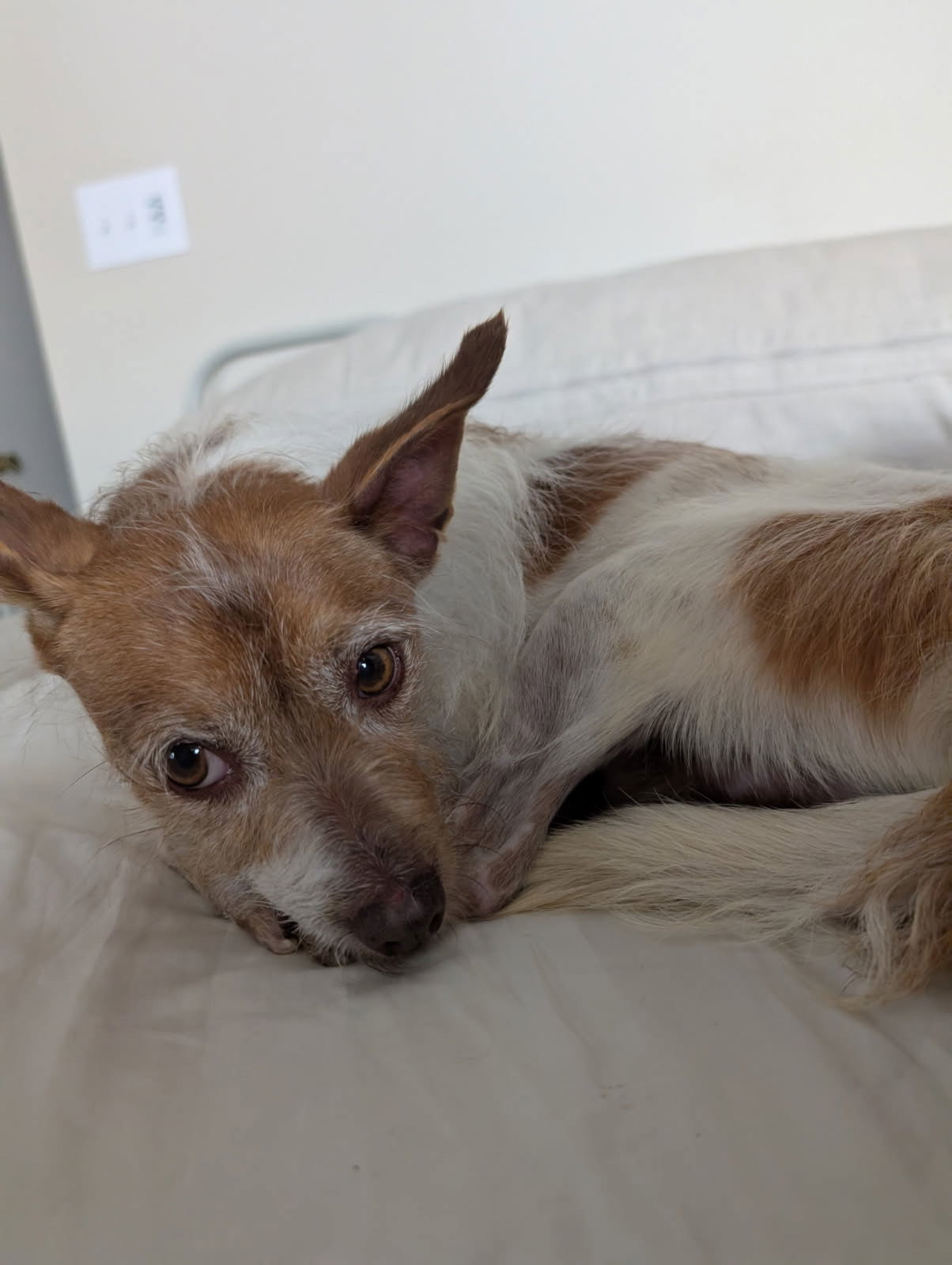 Chico