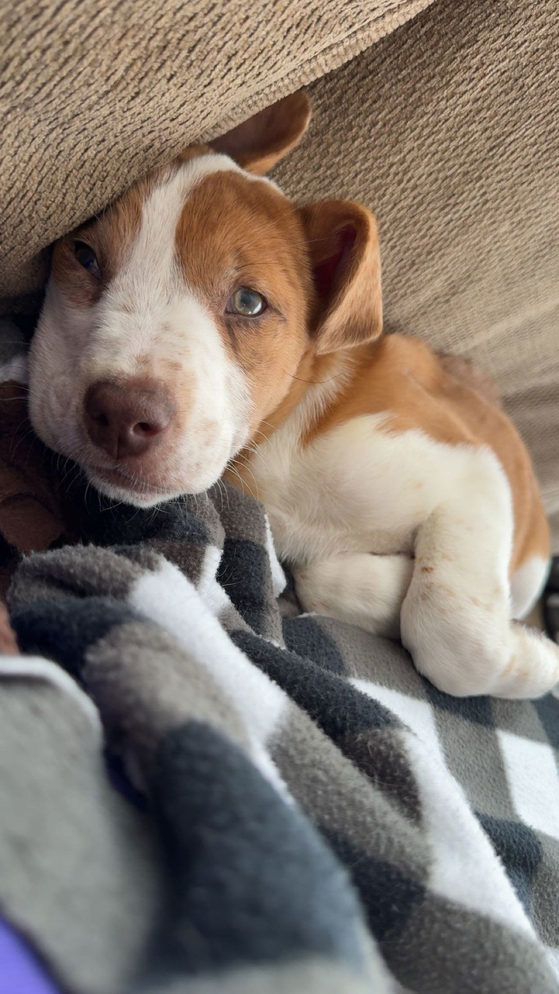 Romeo