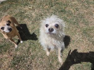 Ginger, Senior Female Terrier