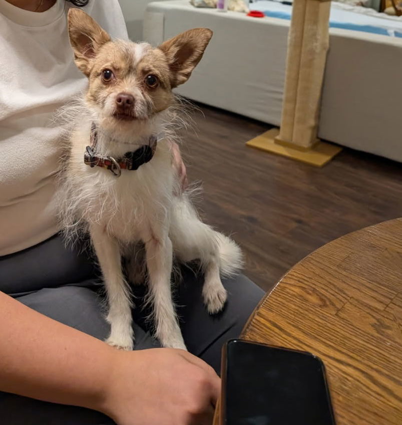 Gorda, an adoptable Jack Russell Terrier, Chihuahua in Fort Collins, CO, 80524 | Photo Image 1