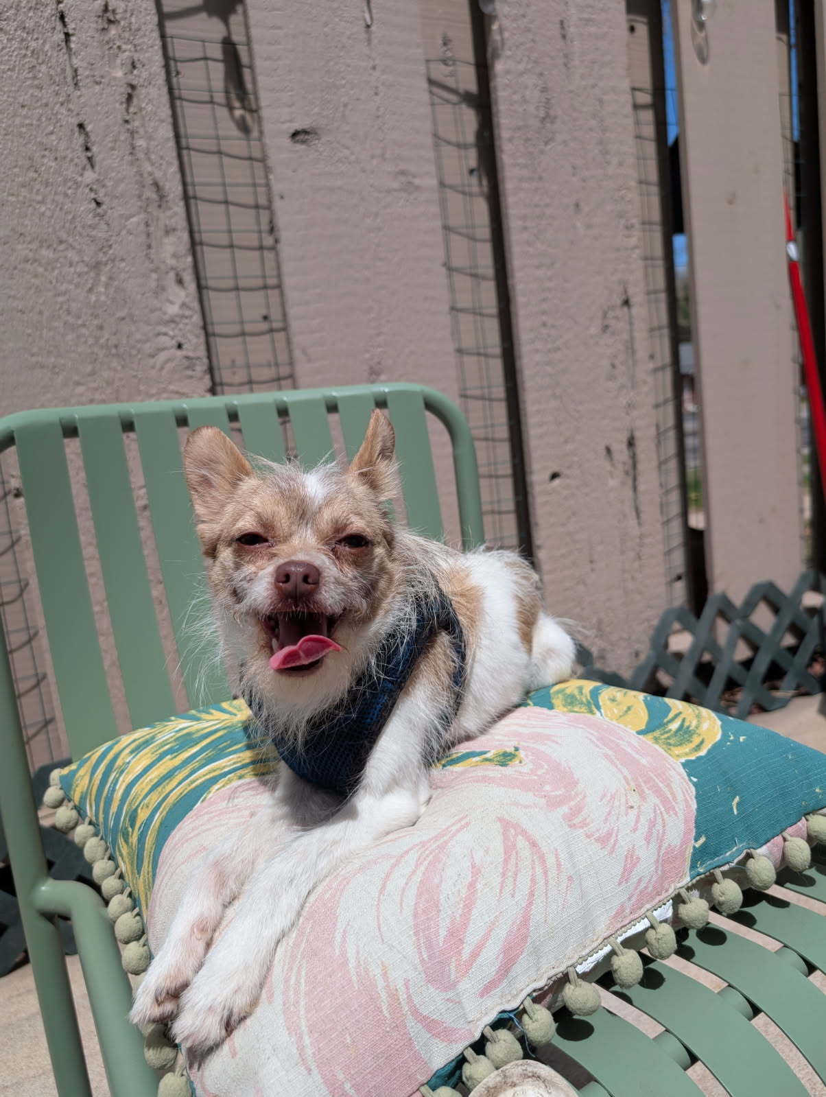 Gorda, an adoptable Jack Russell Terrier, Chihuahua in Fort Collins, CO, 80524 | Photo Image 2