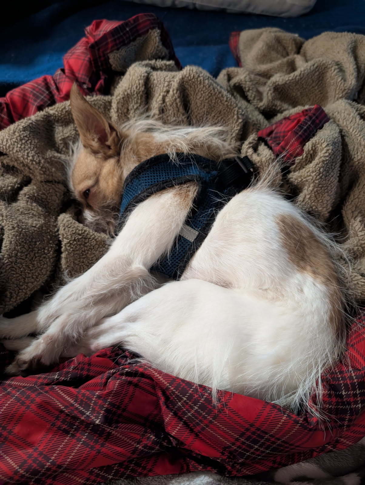 Gorda, an adoptable Jack Russell Terrier, Chihuahua in Fort Collins, CO, 80524 | Photo Image 3