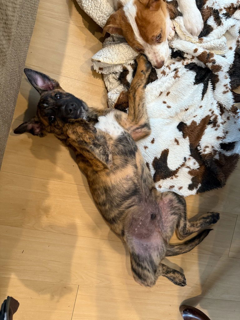 Valentino