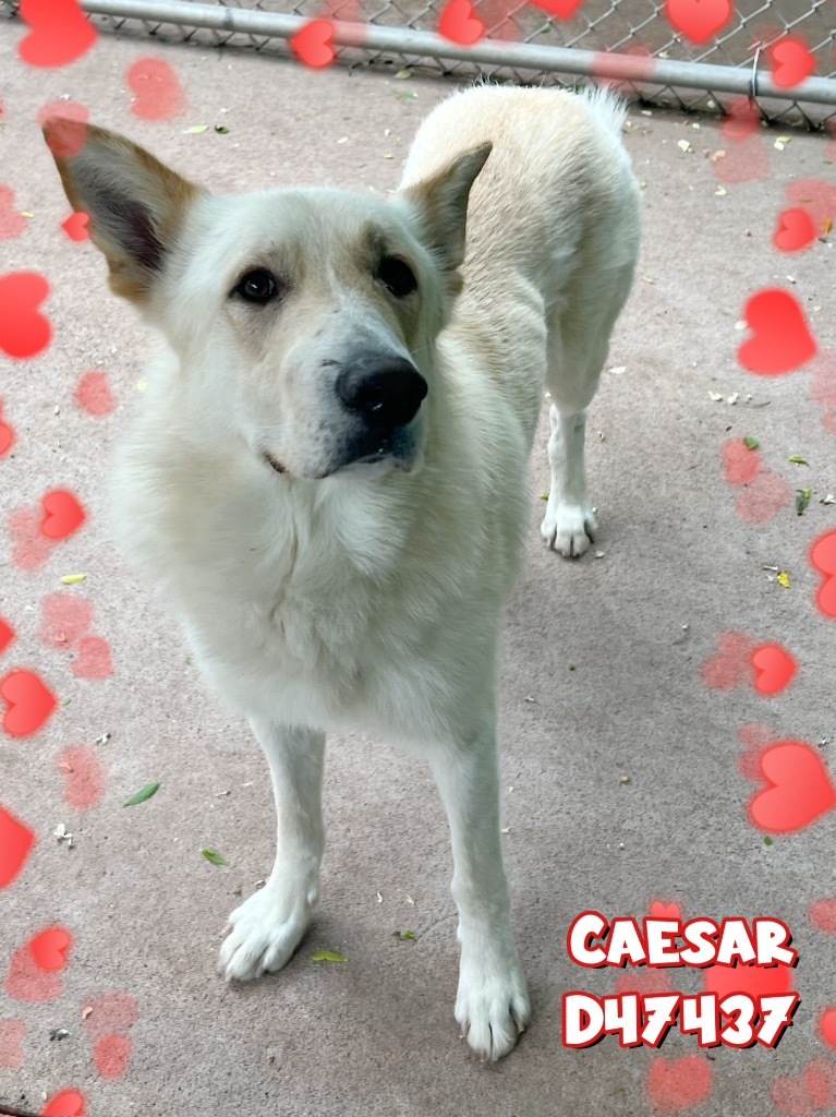 Caesar
