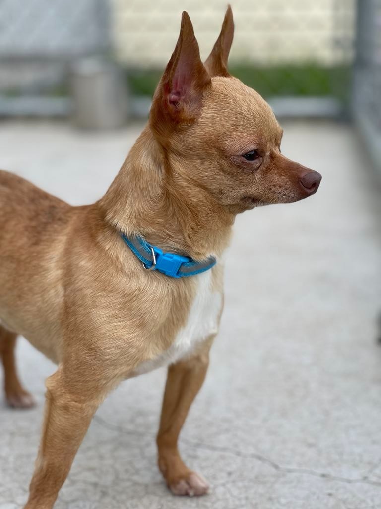 Dash