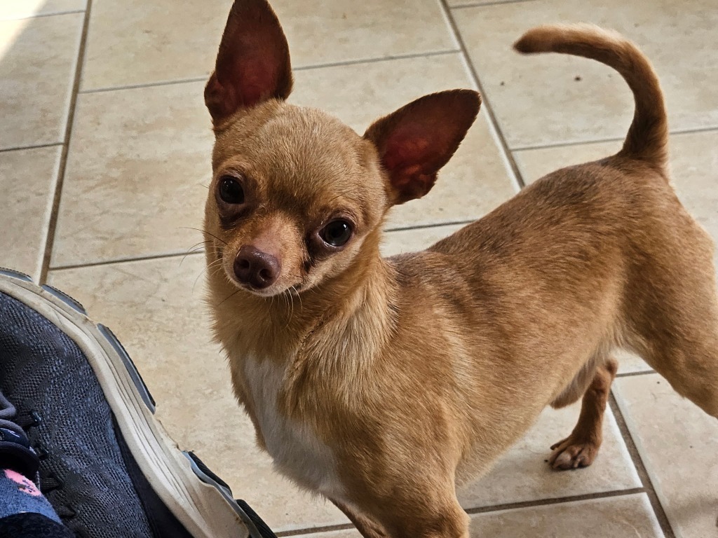 Dash