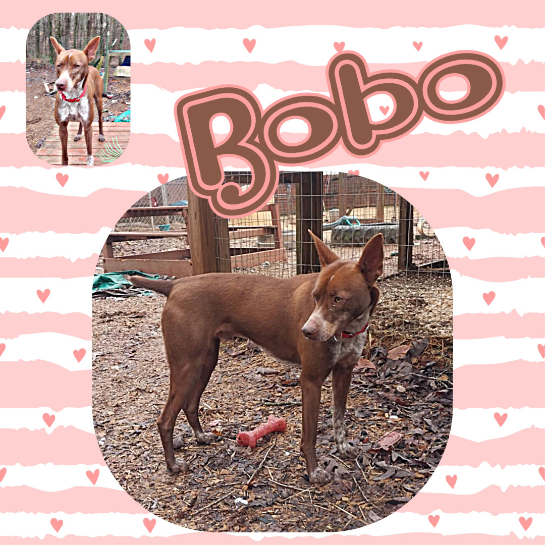 Bobo