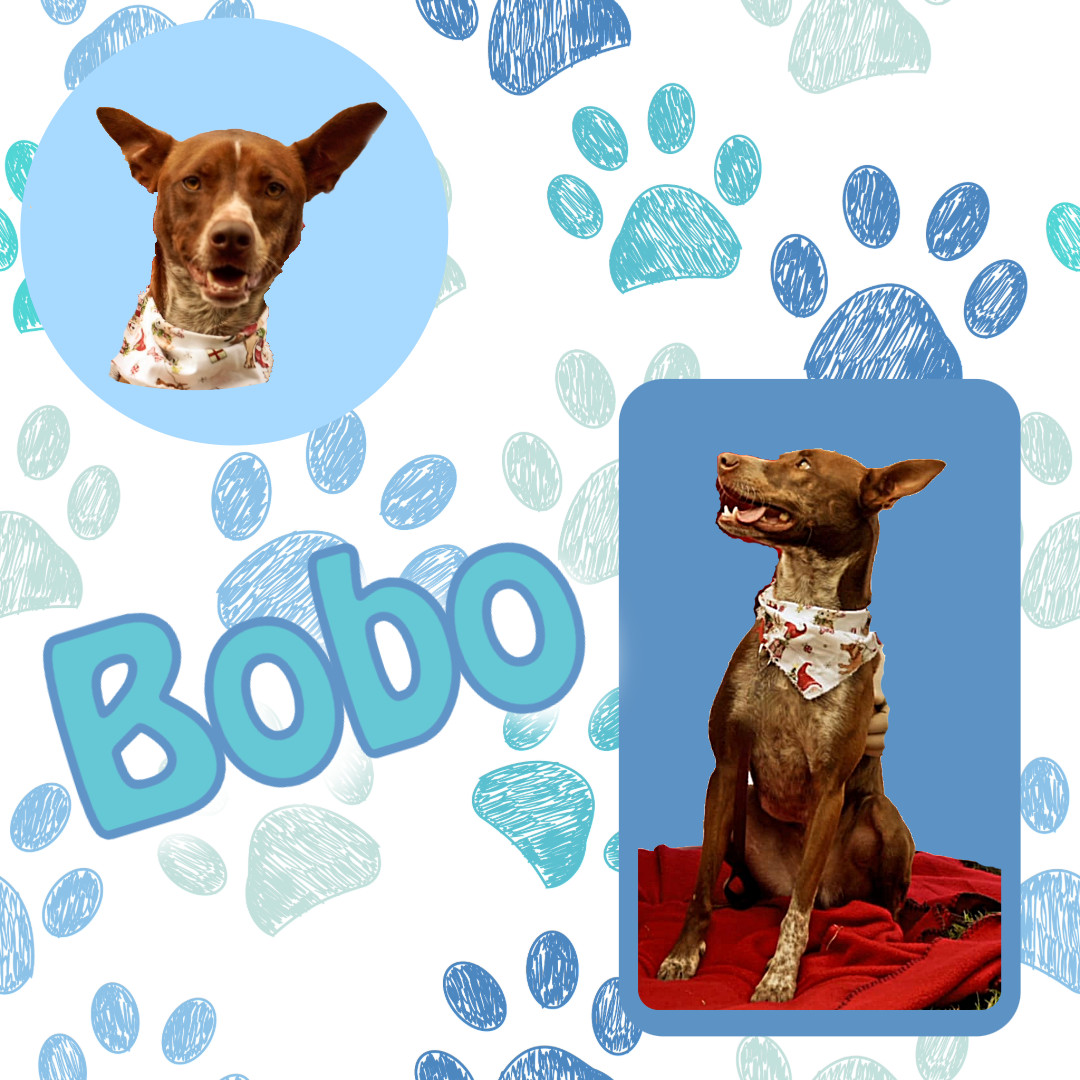 Bobo