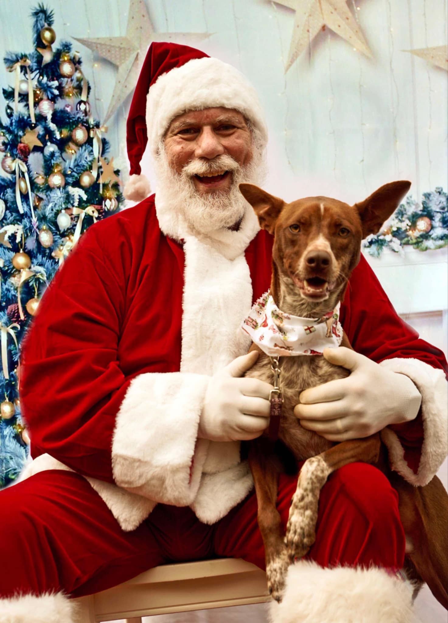 Bobo, an adoptable German Shorthaired Pointer, Vizsla in Toney, AL, 35773 | Photo Image 3