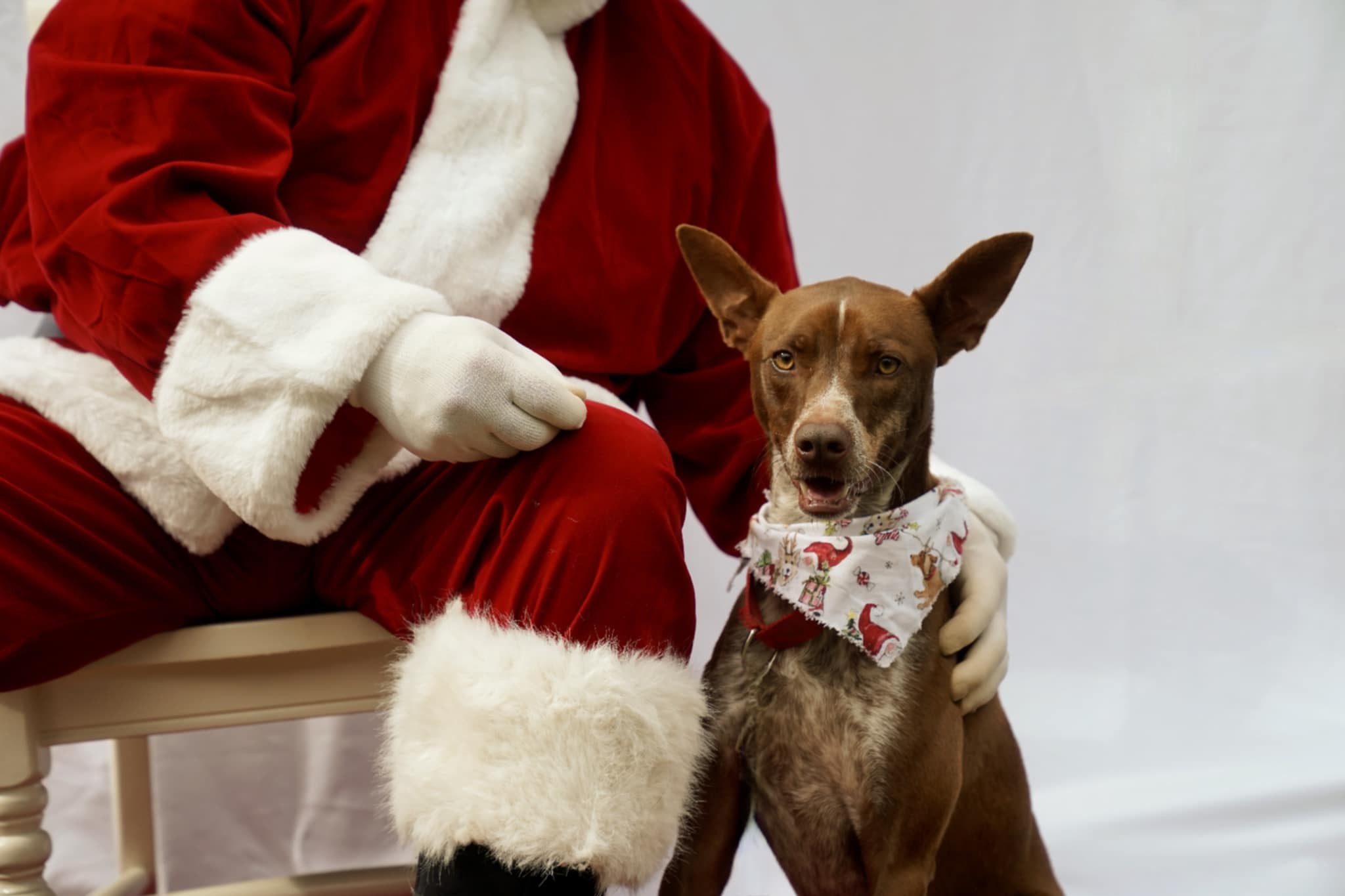 Bobo, an adoptable German Shorthaired Pointer, Vizsla in Toney, AL, 35773 | Photo Image 6