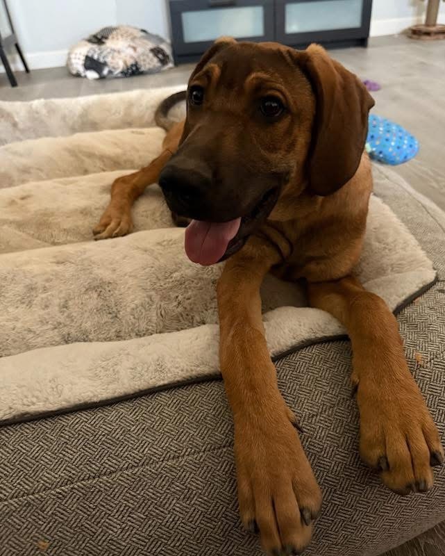 Bronco, an adoptable Bloodhound, Labrador Retriever in Phoenix, AZ, 85032 | Photo Image 1
