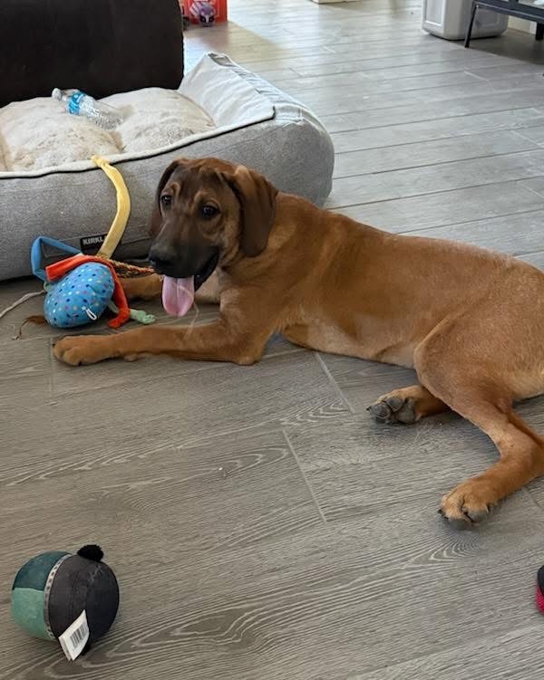 Bronco, an adoptable Bloodhound, Labrador Retriever in Phoenix, AZ, 85032 | Photo Image 3