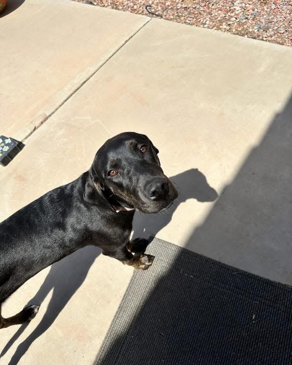 Tundra, an adoptable Bloodhound, Labrador Retriever in Phoenix, AZ, 85032 | Photo Image 1