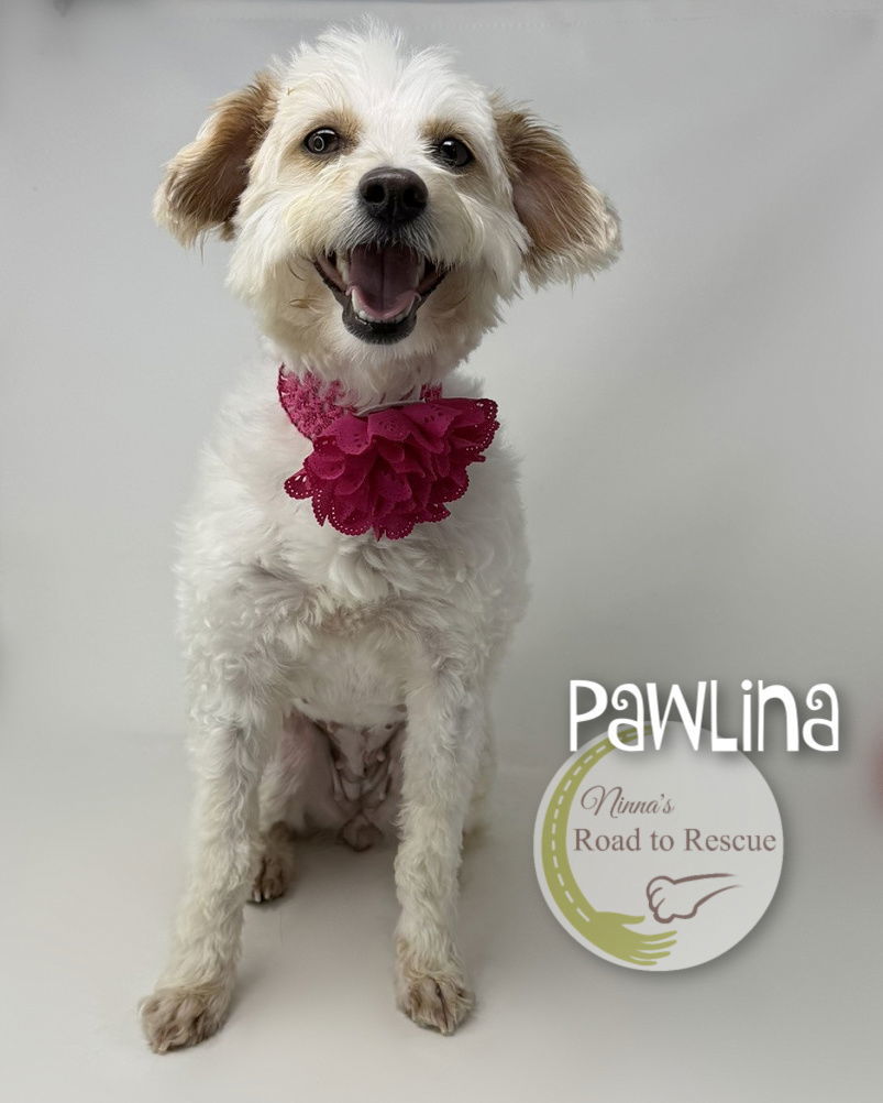 Pawlina, an adoptable Havanese, Poodle in Benton, LA, 71006 | Photo Image 1