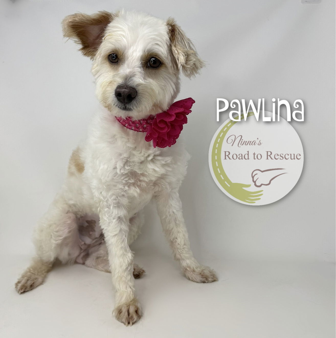 Pawlina, an adoptable Havanese, Poodle in Benton, LA, 71006 | Photo Image 2