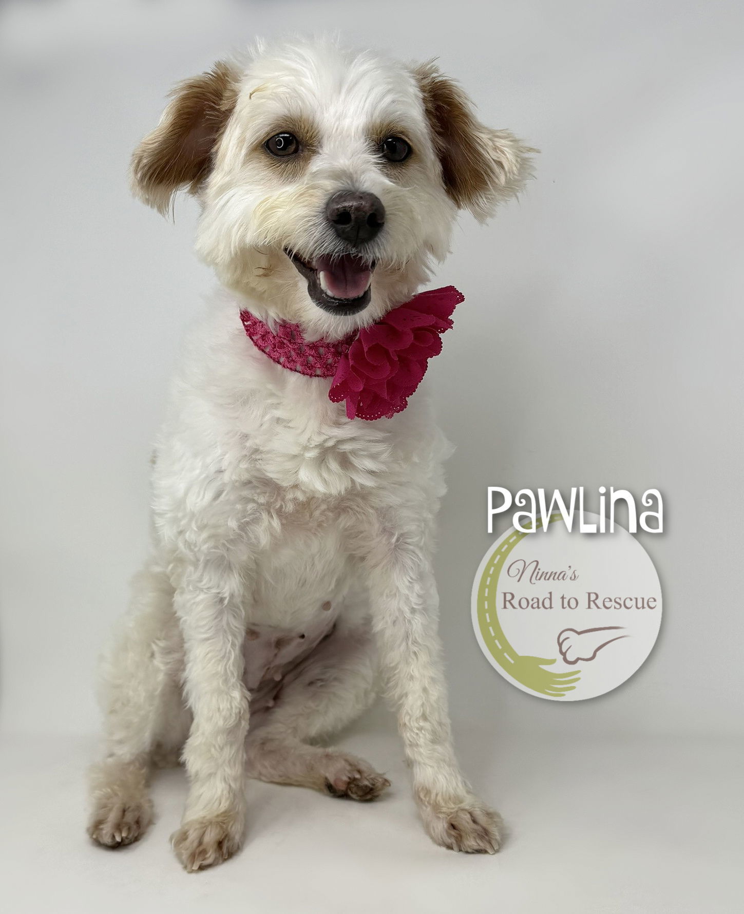 Pawlina, an adoptable Havanese, Poodle in Benton, LA, 71006 | Photo Image 3