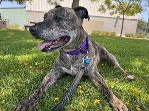 Rocky, Adult Male Pit Bull Terrier