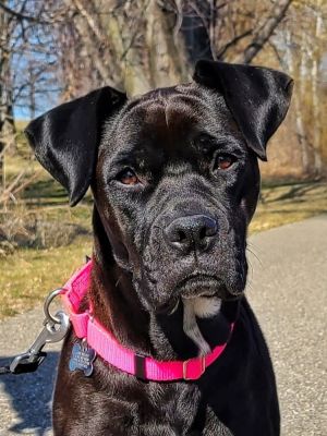 Poppy, Adult Female Boxer