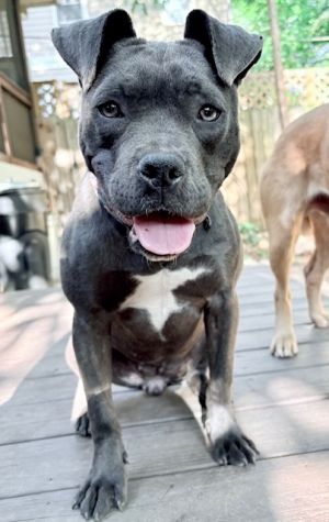 Princess Mia, Adult Female Pit Bull Terrier