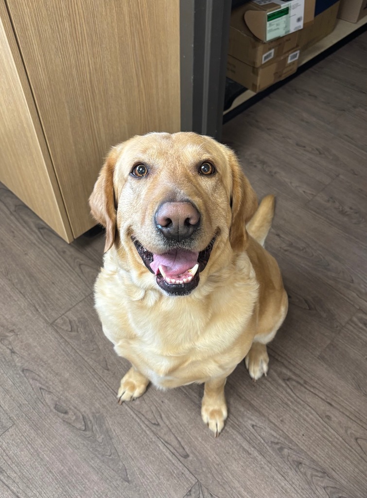 Buddy, an adoptable Labrador Retriever in Gillette, WY, 82716 | Photo Image 1