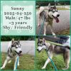 2025-04-250 *Sonny* photo 1