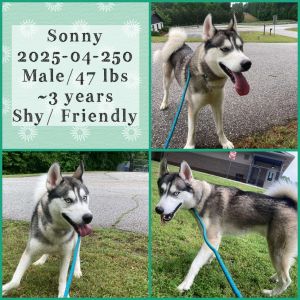 2025-04-250 *Sonny*, Adult Male unknown