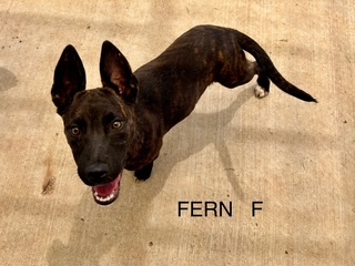 Fern