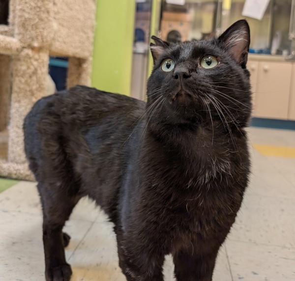 Binx