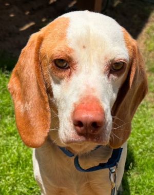 Meet Bumper - A Brave Young Beagle Looking for a Special Home One-Year-Old Beagle  Neutered  Up-to