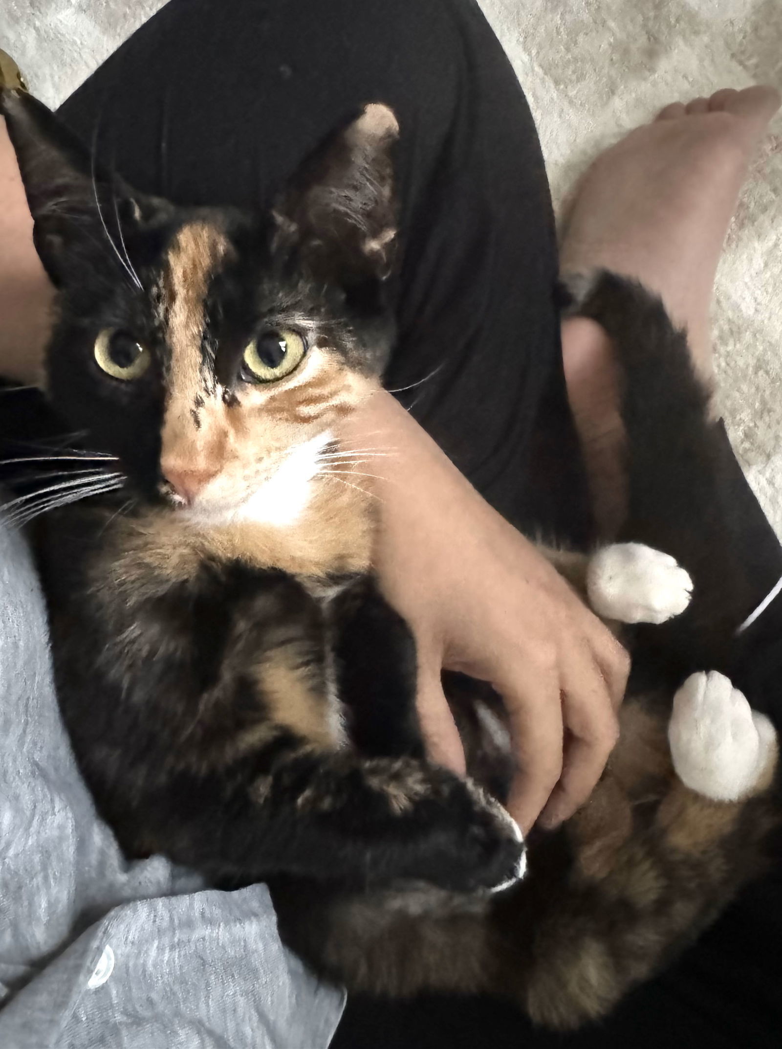 Mango