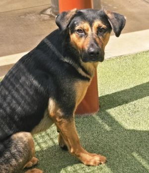 Sven, Adult Male Mixed Breed
